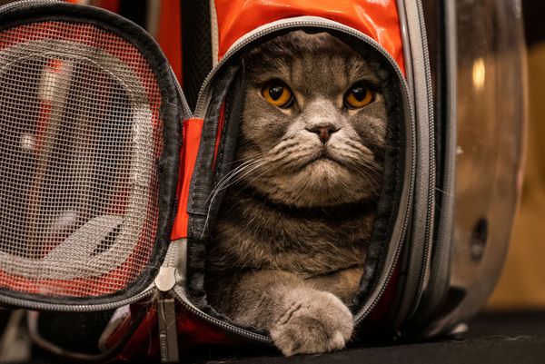 عرض الأزياء للقطط Annual Cat Fashion Show في نيويورك، 1 أغسطس/ آب 2019 عرض الأزياء للقطط Annual Cat Fashion Show في نيويورك، 1 أغسطس/ آب 2019 - سبوتنيك عربي