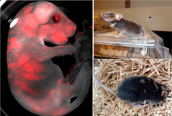 من الخيال إلى الحقيقة...هل ينشئ العلماء كائنا نصف حيوان ونصف إنسان - سبوتنيك عربي