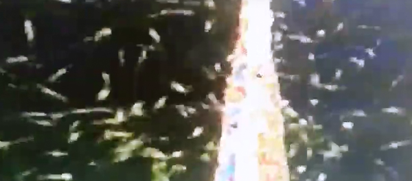 أسراب من النحل أسراب من النحل - سبوتنيك عربي