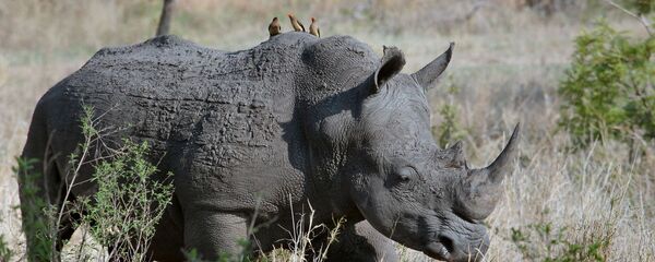وحيد القرن - سبوتنيك عربي