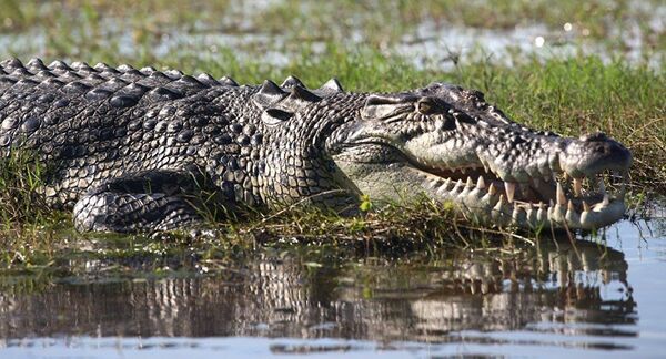 تعرف على الحيوانات التي تفترس أفعى الأناكوندا الهائلة... فيديو - سبوتنيك عربي