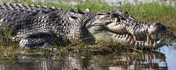 تمساح ضخم - سبوتنيك عربي