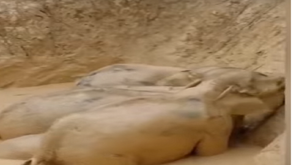 فيلة عالقة داخل حفرة طينية - سبوتنيك عربي