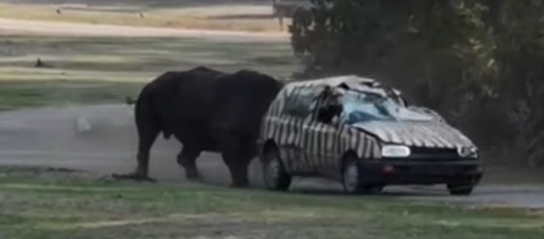 وحيد قرن يهاجم سيارة وحيد قرن يهاجم سيارة - سبوتنيك عربي