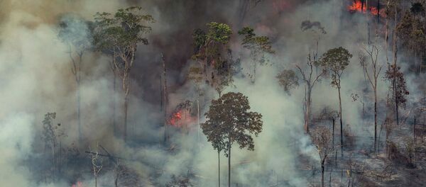 حرائق غابات الأمازون، البرازيل أغسطس/ آب 2019 - سبوتنيك عربي