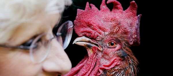 ديك - سبوتنيك عربي