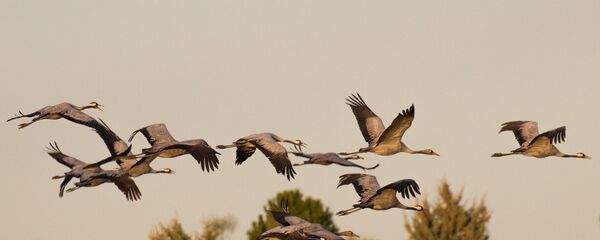Полет серых журавлей в Экстемадуре, Испания - سبوتنيك عربي
