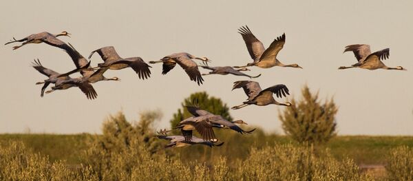 Полет серых журавлей в Экстемадуре, Испания - سبوتنيك عربي