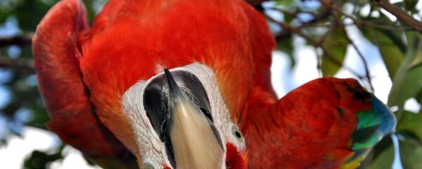 ببغاء في غابة في فنزويلا - سبوتنيك عربي