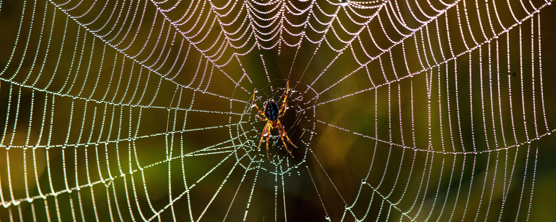 شبكة عنكبوت - سبوتنيك عربي, 1920, 16.04.2021