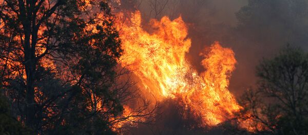 حرائق غابات في أستراليا - سبوتنيك عربي