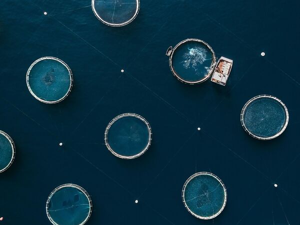 مزارع الأسماك - سبوتنيك عربي