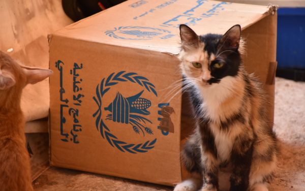 زوجان حلبيان يحققان حلمهما بتشييد ملجأ للقطط الشاردة - سبوتنيك عربي