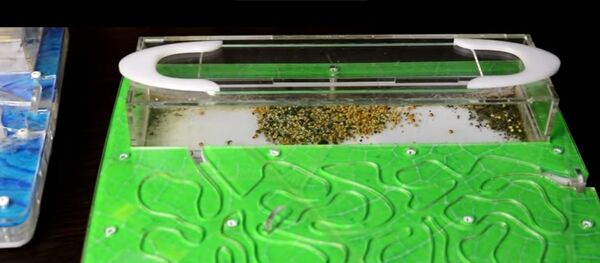 بالفيديو... ماذا يحدث إذا وضعت نملة غريبة في وكر نمل بالفيديو... ماذا يحدث إذا وضعت نملة غريبة في وكر نمل - سبوتنيك عربي