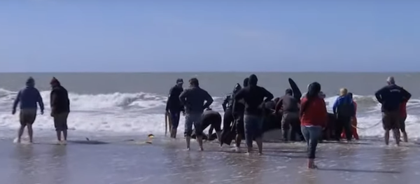 نفوق عدد من الحيتان - سبوتنيك عربي