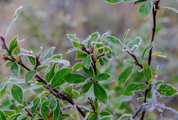 الصقيع بالقرب من نهر تيتوفكا في منطقة مورمانسك الروسية - سبوتنيك عربي