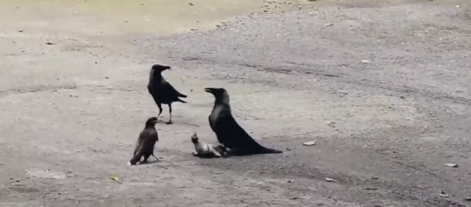 عصفورة صنديدة تدخل معركة غير متكافئة مع غرابيين ضخمين لإنقاذ فرخها عصفورة صنديدة تدخل معركة غير متكافئة مع غرابيين ضخمين لإنقاذ فرخها - سبوتنيك عربي, 1920, 19.09.2019