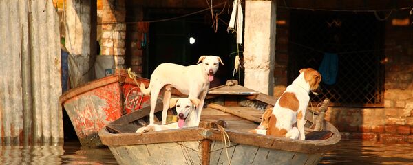 كلاب في قارب بالقرب من منزل غمرته المياه نتيجة الفياضان الناجم عن ارتفاع منسوب نهر يامونا في الله آباد، 21 سبتمبر 2019 - سبوتنيك عربي