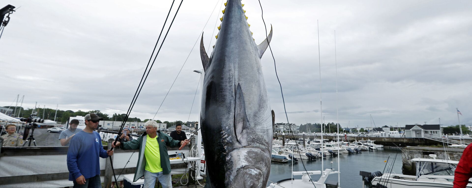 سمكة تونة - سبوتنيك عربي, 1920, 05.01.2025