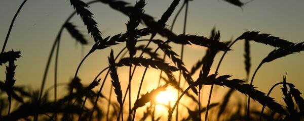 حصاد القمح، منطقة نوفوسيبيرسك، روسيا، الزراعة، الاقتصاد، قمح، اقتصاد - سبوتنيك عربي