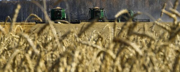 حصاد القمح، منطقة نوفوسيبيرسك، روسيا، الزراعة، الاقتصاد، قمح، اقتصاد حصاد القمح، منطقة نوفوسيبيرسك، روسيا، الزراعة، الاقتصاد، قمح، اقتصاد - سبوتنيك عربي