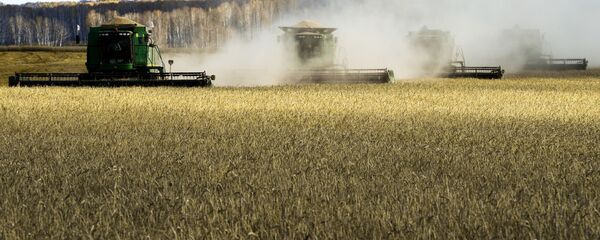حصاد القمح، منطقة نوفوسيبيرسك، روسيا، الزراعة، الاقتصاد، قمح، اقتصاد حصاد القمح، منطقة نوفوسيبيرسك، روسيا، الزراعة، الاقتصاد، قمح، اقتصاد - سبوتنيك عربي