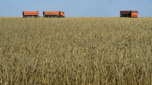 حصاد القمح، منطقة نوفوسيبيرسك، روسيا، الزراعة، الاقتصاد، قمح، اقتصاد - سبوتنيك عربي