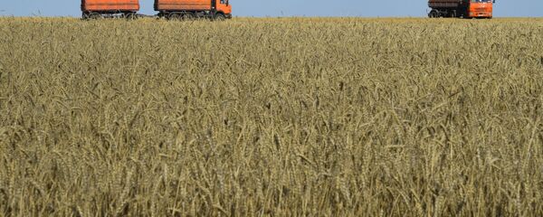 حصاد القمح، منطقة نوفوسيبيرسك، روسيا، الزراعة، الاقتصاد، قمح، اقتصاد - سبوتنيك عربي