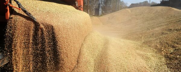 حصاد القمح، منطقة نوفوسيبيرسك، روسيا، الزراعة، الاقتصاد، قمح، اقتصاد - سبوتنيك عربي