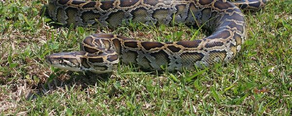 ثعبان (صورة أرشيفية) - سبوتنيك عربي