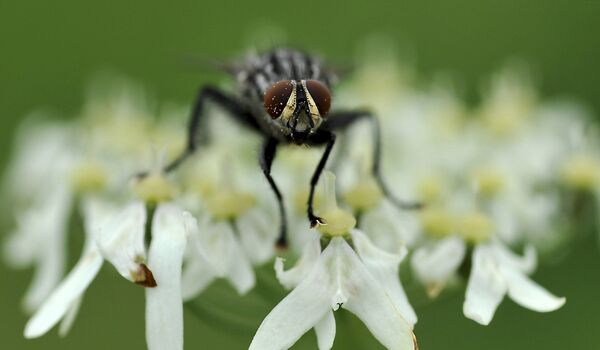 مختبرات البنتاغون البيولوجية السرية تمتد من أفريقيا إلى جورجيا...ما عملها؟ - سبوتنيك عربي