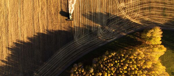 حصاد القمح في حقول مزرعة بوسيفنينسكايا في منطقة نوفوسيبيرسك الروسية - سبوتنيك عربي