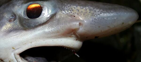 سمكة قرش إسبانية - سبوتنيك عربي