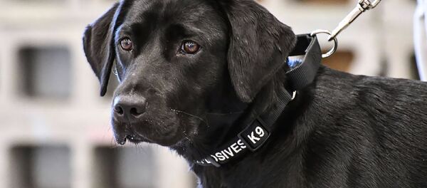 لابرادور - سبوتنيك عربي