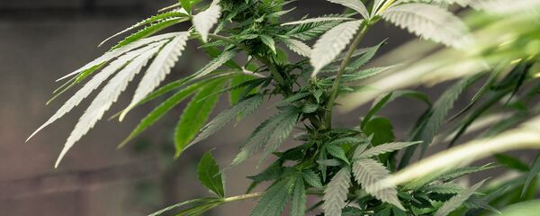 القنب - سبوتنيك عربي