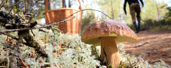 فطر - سبوتنيك عربي