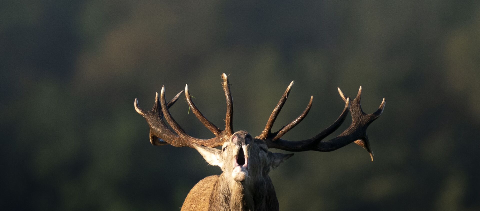 غزال ذكر يزأر في بلجيكا، في 3 أكتوبر 2019. - سبوتنيك عربي, 1920, 13.08.2021
