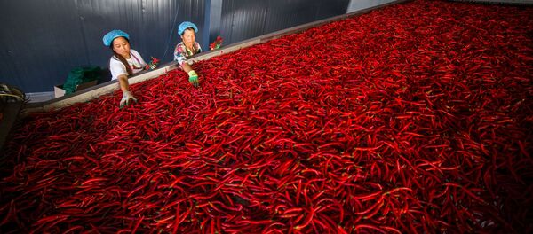 عمال يجقومون بعملية تصنيف الفلفل الأحمر في محافظة غويتشجو، الصين 7 أكتوبر 2019 - سبوتنيك عربي