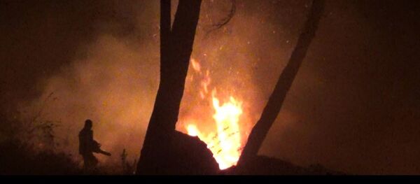 حرائق تلتهم غابات ساحلية في سوريا حرائق تلتهم غابات ساحلية في سوريا - سبوتنيك عربي