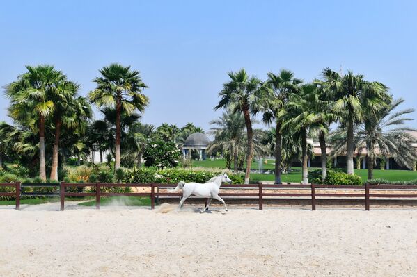 الحصان العربي في مزرعة خاصة لتربية الخيول في مدينة الظهران بالمملكة العربية السعودية - سبوتنيك عربي