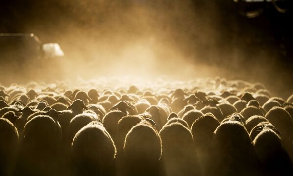 قطيع من الأغنام يتجه إلى المراعي على طول أحد شوارع القرية بالقرب من بحيرة سيفان في أرمينيا - سبوتنيك عربي