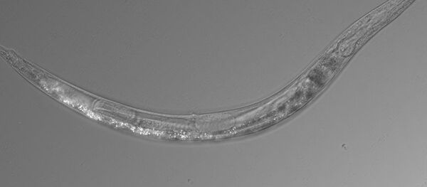 ديدان الأوانيما تعيش في بحيرة مونو في كاليفورنيا - سبوتنيك عربي