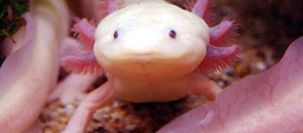 عفريت الماء، كائن بحري عفريت الماء، كائن بحري - سبوتنيك عربي