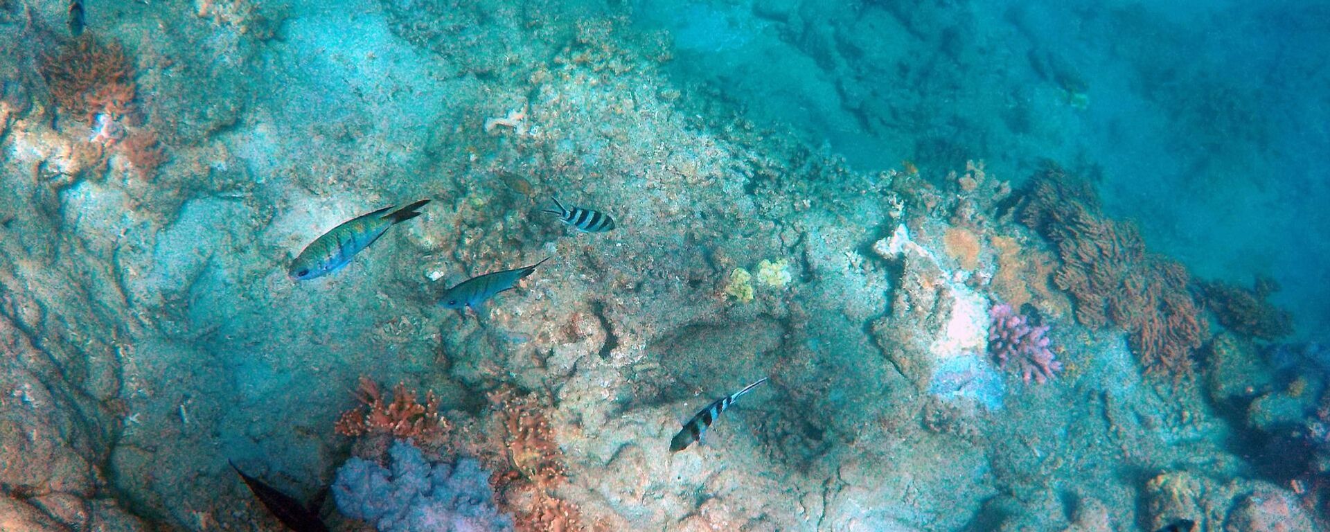 أعماق البحار - سبوتنيك عربي, 1920, 03.08.2025