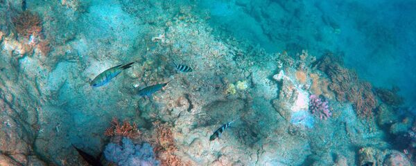 أعماق البحار - سبوتنيك عربي