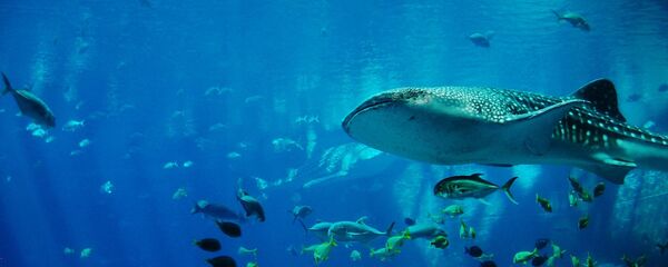 قرش الحوت - سبوتنيك عربي