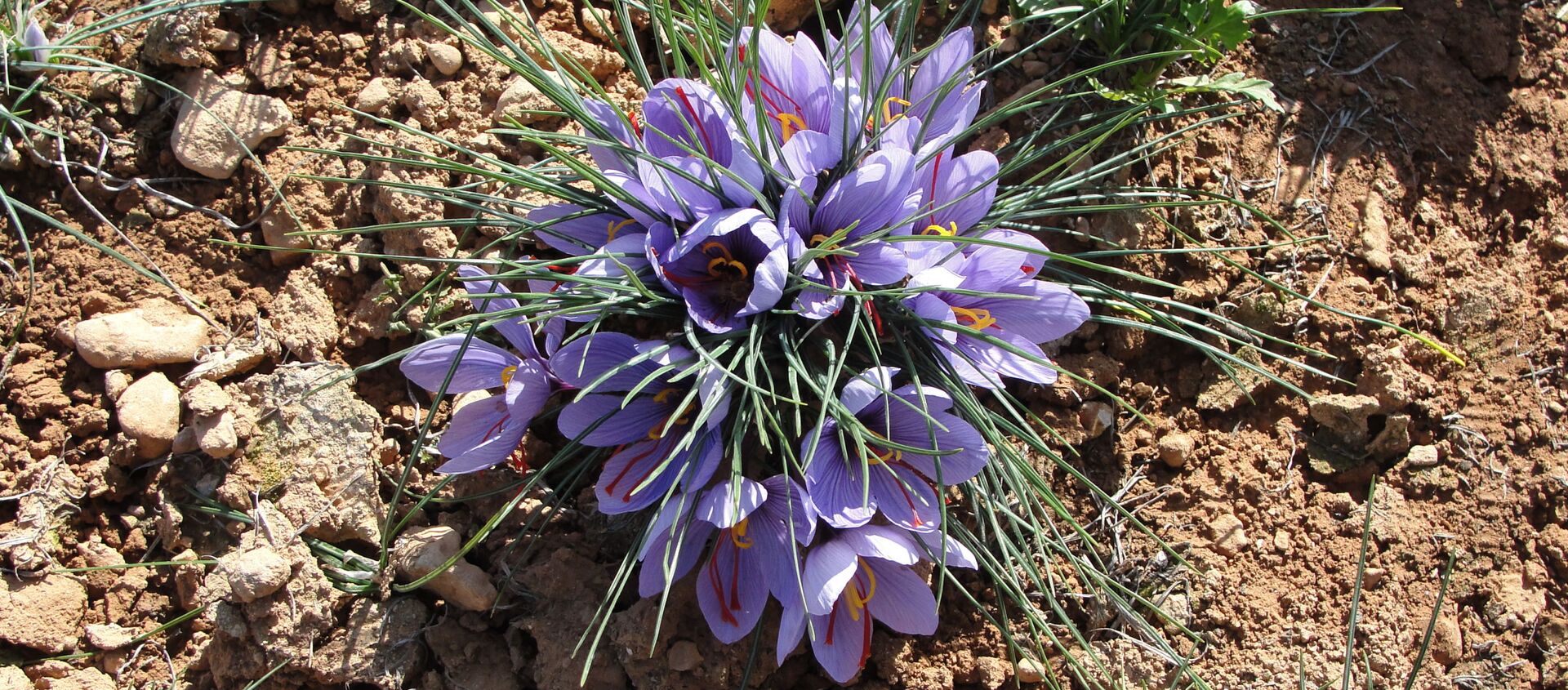 سوريا تستأنف زراعة الذهب الأحمر - الزعفران السوري - سبوتنيك عربي, 1920, 25.06.2021