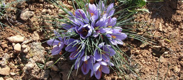 سوريا تستأنف زراعة الذهب الأحمر - الزعفران السوري - سبوتنيك عربي