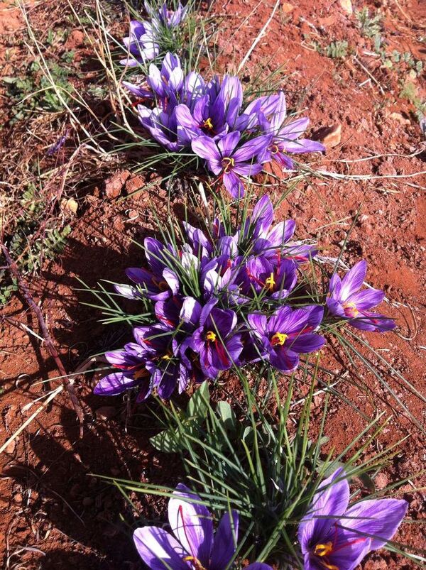 سوريا تستأنف زراعة الذهب الأحمر فرصة كبيرة لإغداق السوق العالمي - سبوتنيك عربي