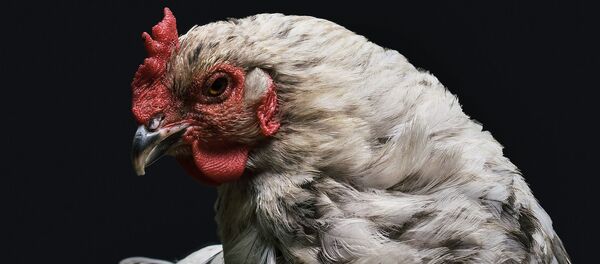 دجاجة - سبوتنيك عربي